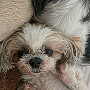 Cookie a rejoint le concours — aidez-le/la à gagner de superbes lots ! dog, small_dog, fluffy_fur, close_up, pet, cute, resting, animal, companion, soft_texture, brown_fur, white_fur, black_nose, ears, face, whiskers, indoors, sleepy, adorable, curious