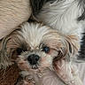 dog, small_dog, fluffy_fur, close_up, pet, cute, resting, animal, companion, soft_texture, brown_fur, white_fur, black_nose, ears, face, whiskers, indoors, sleepy, adorable, curious