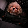 Cookie participe au concours pour gagner de l'argent avec cette photo : dog, small_dog, fluffy, pet, bag, black_bag, car_interior, seat, curious, looking_up, fur, animal, indoor, transportation, travel, cute, companion, face, portrait, closeup