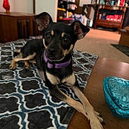 Dixie is registered to the contest to win money with this photo: dog, small_dog, black_and_tan, collar, purple_collar, blanket, patterned_blanket, crossed_paws, table, wooden_table, indoor, living_room, furniture, cabinet, shelf, decor, cozy, pet, resting, cute