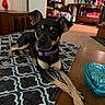 black_and_tan, blanket, cabinet, collar, cozy, crossed_paws, cute, decor, dog, furniture, indoor, living_room, patterned_blanket, pet, purple_collar, resting, shelf, small_dog, table, wooden_table