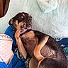 Dixie is registered to the contest to win money with this photo: dog, small_dog, black_and_tan, paw, collar, bed, blanket, pillow, cozy, indoor, pet, resting, cute, fur, animal, canine, relaxed, home, comfort, curious