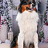 Django participe au concours pour gagner de l'argent avec cette photo : dog, australian_shepherd, fluffy, sitting, indoor, holiday, christmas, decorations, candles, candy_cane, lights, festive, mantel, wood_floor, fur, pet, portrait, winter, happy, animal