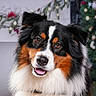 Django a rejoint le concours — aidez-le/la à gagner de superbes lots ! dog, australian_shepherd, tricolor, portrait, pet, animal, fur, ears, eyes, nose, tongue, holiday, christmas_tree, decoration, festive, indoor, cute, fluffy, smiling, background