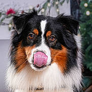 Django participe au concours pour gagner de l'argent avec cette photo : dog, australian_shepherd, tongue_out, fluffy, tricolor, pet, animal, indoors, holiday, decorations, christmas, closeup, portrait, cute, furry, friendly, mammal, expression, whiskers, ears