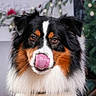 dog, australian_shepherd, tongue_out, fluffy, tricolor, pet, animal, indoors, holiday, decorations, christmas, closeup, portrait, cute, furry, friendly, mammal, expression, whiskers, ears