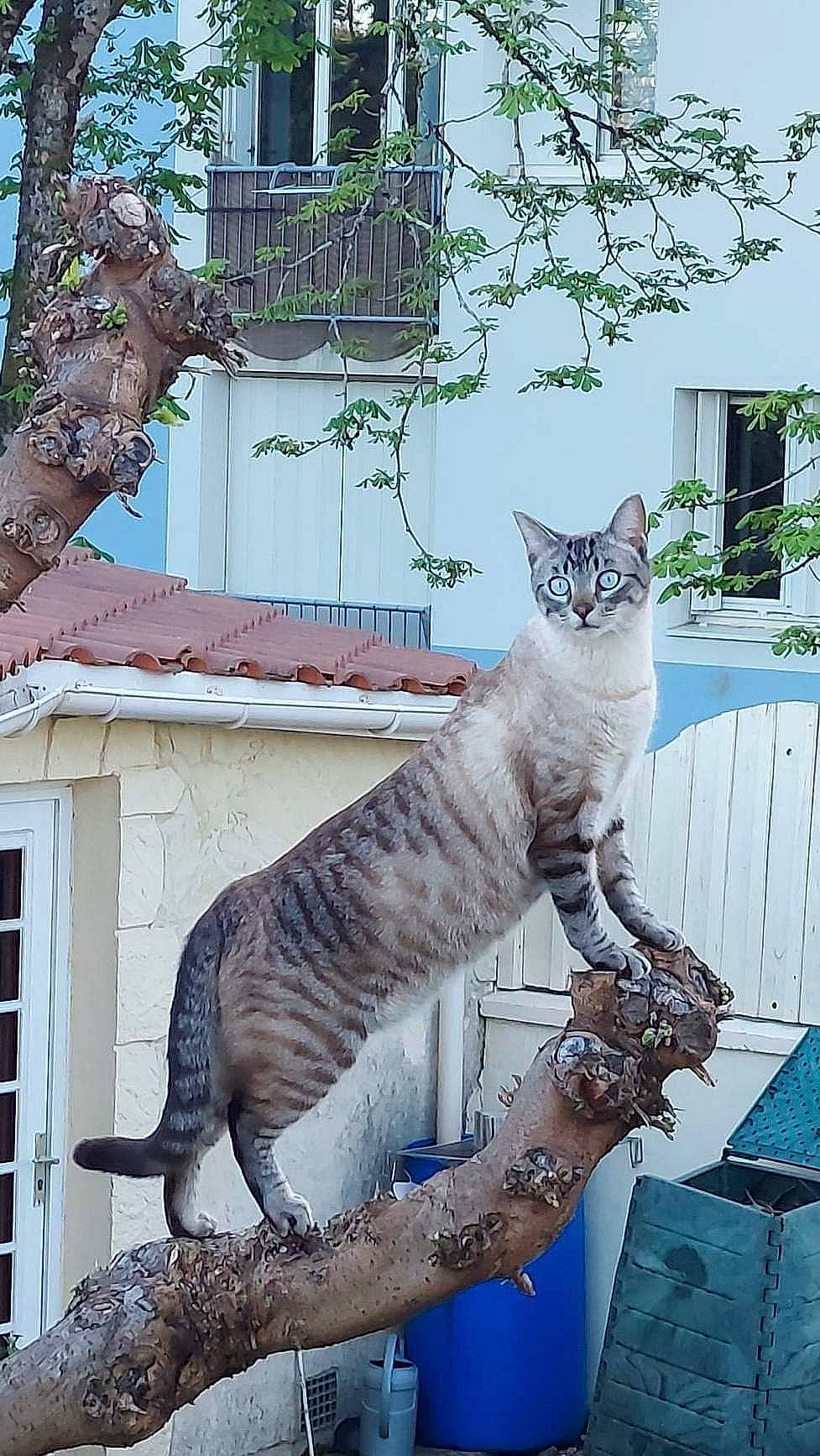 Moustique a rejoint le concours — aidez-le/la à gagner de superbes lots ! art, branch, building, carnivore, cat, domestic_short_haired_cat, fawn, felidae, fur, plant, small_to_medium_sized_cats, snout, tail, terrestrial_animal, tree, trunk, twig, vertebrate, whiskers, window