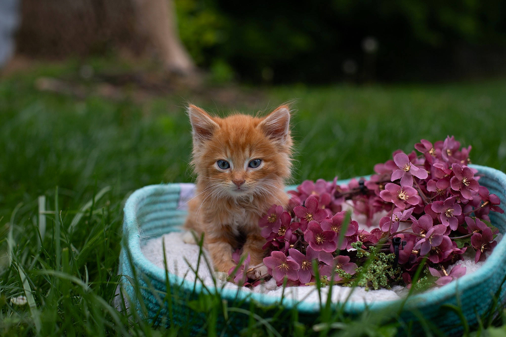 Griffin is registered to the contest to win money with this photo: carnivore, cat, domestic_short_haired_cat, european_shorthair, fawn, felidae, flower, fur, grass, kitten, maine_coon, mammal, norwegian_forest_cat, organism, plant, ragamuffin, siberian, small_to_medium_sized_cats, tabby_cat, whiskers