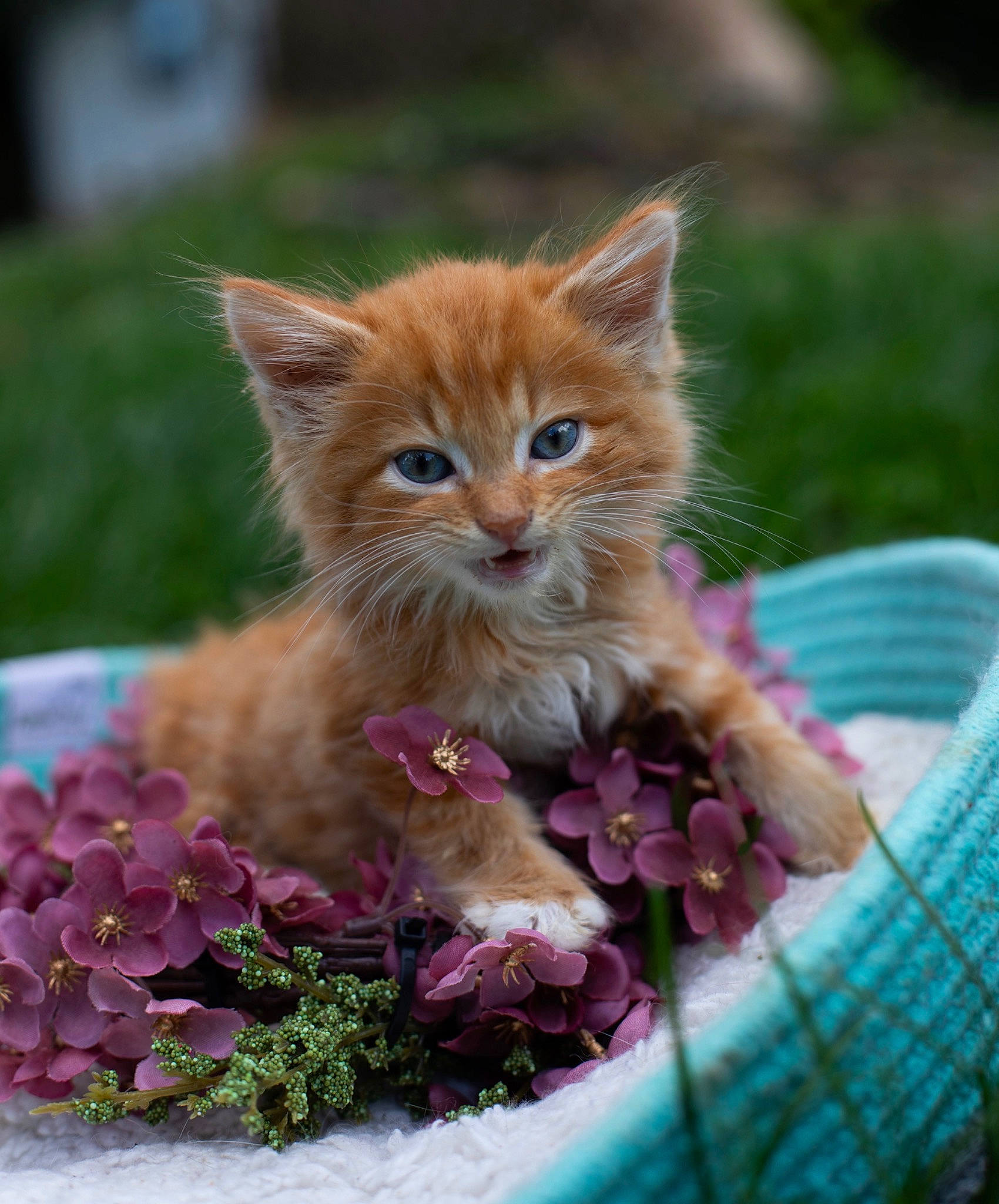 Griffin joined the competition — help win amazing prizes! carnivore, cat, domestic_long_haired_cat, domestic_short_haired_cat, european_shorthair, fawn, felidae, kitten, maine_coon, mammal, norwegian_forest_cat, organism, plant, ragamuffin, small_to_medium_sized_cats, tabby_cat, whiskers