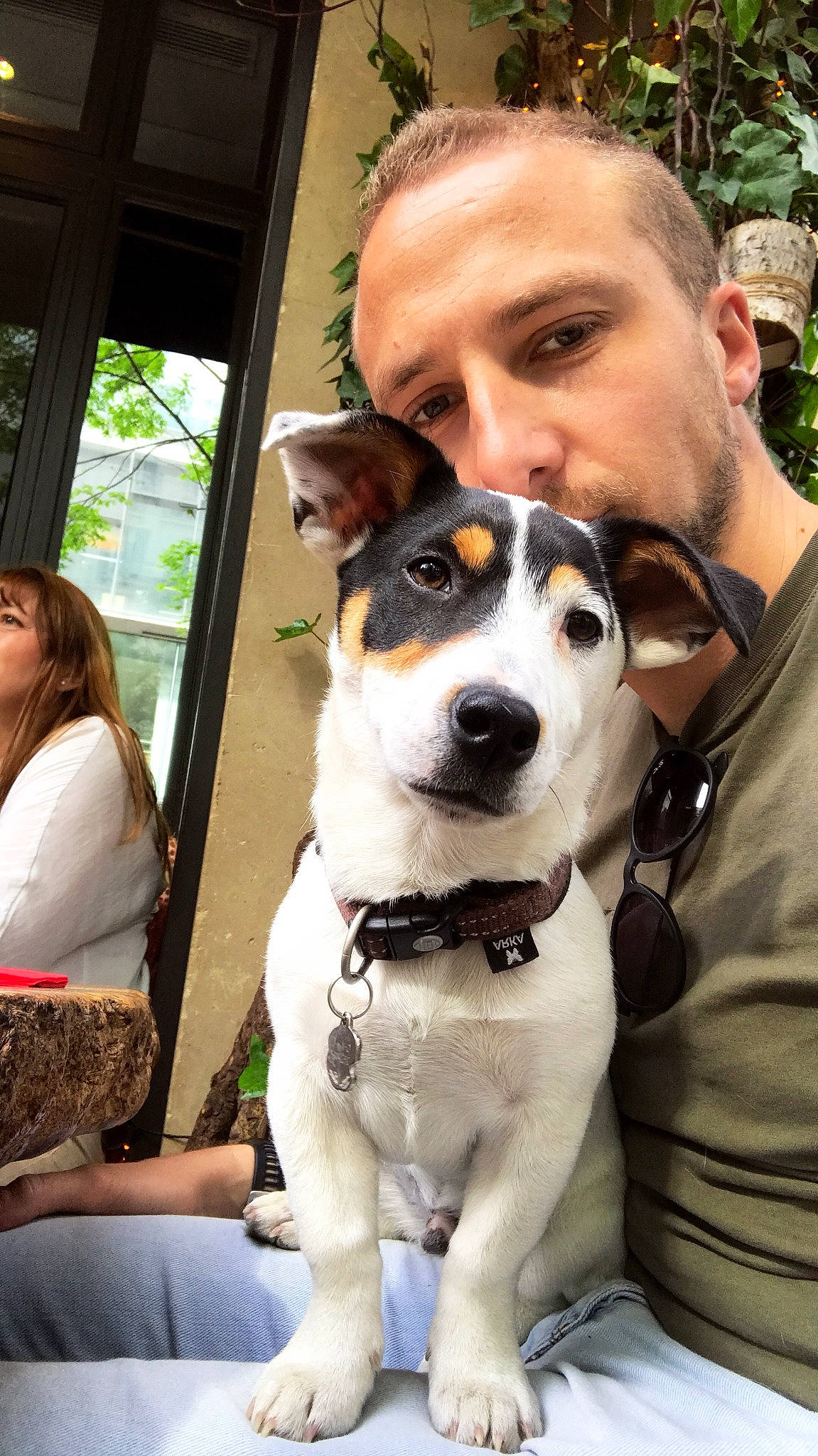 Charlie a rejoint le concours — aidez-le/la à gagner de superbes lots ! canidae, carnivore, companion_dog, danish_swedish_farmdog, dog, dog_breed, feist, fox_terrier, mammal, rare_breed_dog, rat_terrier, russell_terrier, vertebrate