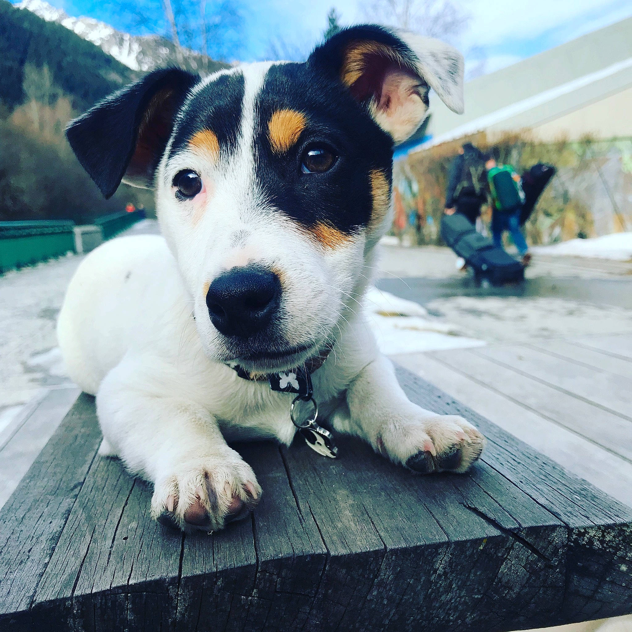 Charlie a rejoint le concours — aidez-le/la à gagner de superbes lots ! brazilian_terrier, canidae, carnivore, chilean_fox_terrier, companion_dog, danish_swedish_farmdog, dog, dog_breed, jack_russell_terrier, mammal, nose, puppy, rare_breed_dog, ratonero_bodeguero_andaluz, russell_terrier, smooth_fox_terrier, snout, street_dog, terrier, vertebrate