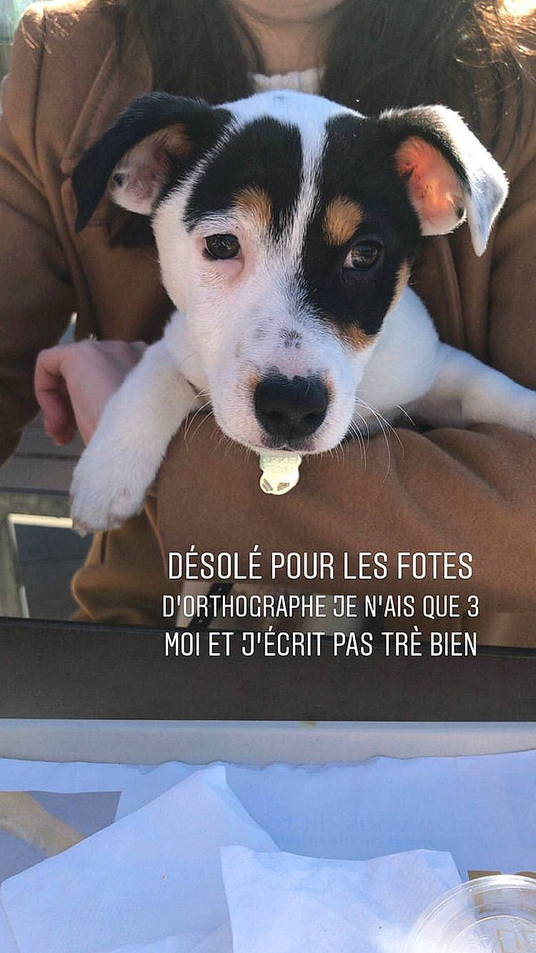 Charlie participe au concours pour gagner de l'argent avec cette photo : brazilian_terrier, canidae, carnivore, chilean_fox_terrier, companion_dog, danish_swedish_farmdog, dog, dog_breed, jack_russell_terrier, mammal, parson_russell_terrier, paw, photo_caption, puppy, rat_terrier, ratonero_bodeguero_andaluz, russell_terrier, snout, vertebrate