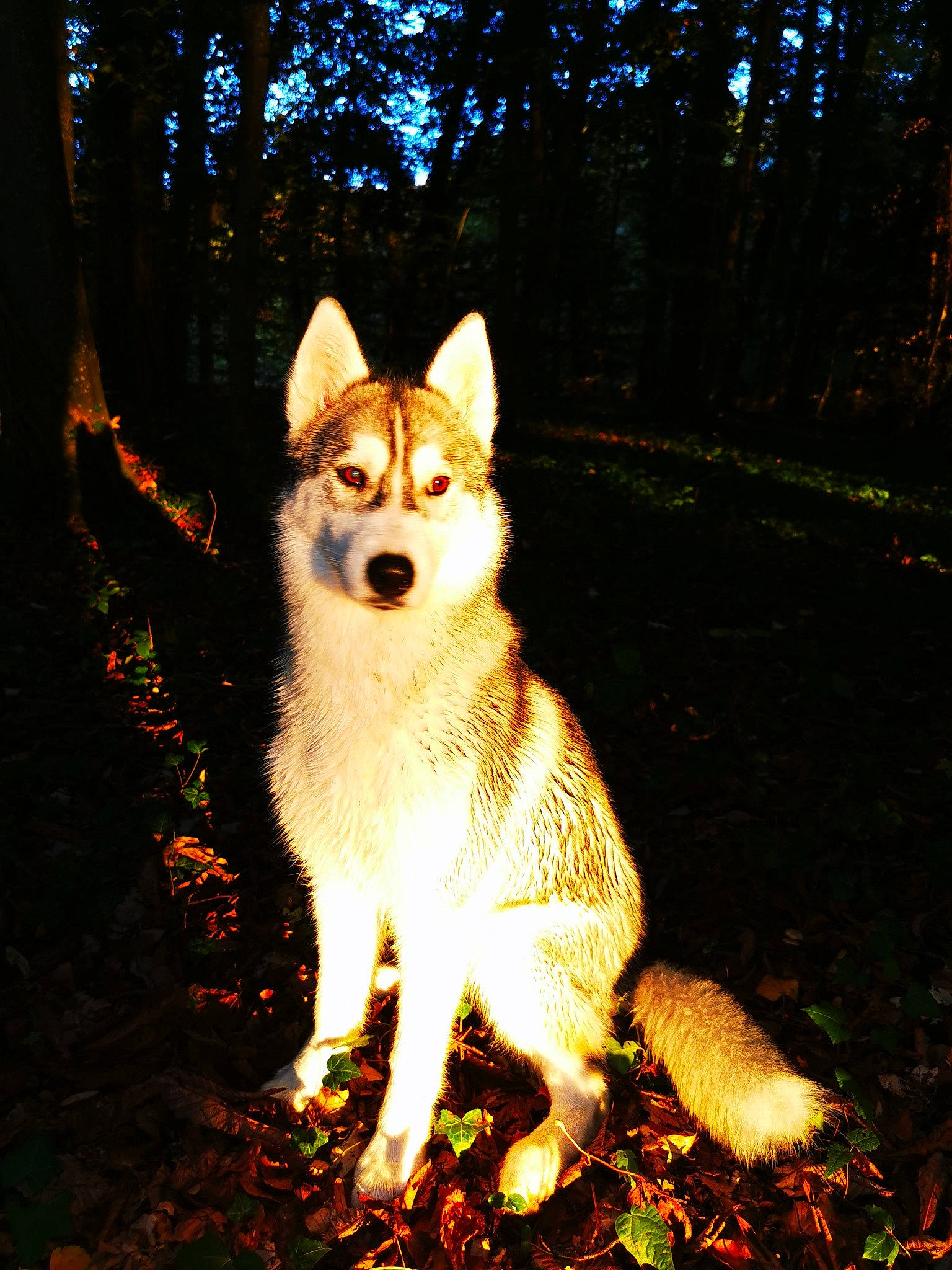 Lalie participe au concours pour gagner de l'argent avec cette photo : canaan_dog, canidae, canis, carnivore, dog, dog_breed, east_siberian_laika, fawn, icelandic_sheepdog, mammal, norrbottenspets, norwegian_buhund, norwegian_lundehund, tamaskan_dog, vertebrate, whiskers, wolfdog