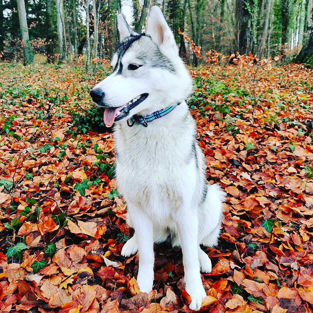 Lalie participe au concours pour gagner de l'argent avec cette photo : alaskan_malamute, berger_blanc_suisse, canadian_eskimo_dog, canidae, carnivore, dog, dog_breed, leaf, mammal, native_american_indian_dog, northern_inuit_dog, sakhalin_husky, seppala_siberian_sleddog, siberian_husky, sled_dog, tamaskan_dog, tree, vertebrate, wolfdog, working_dog