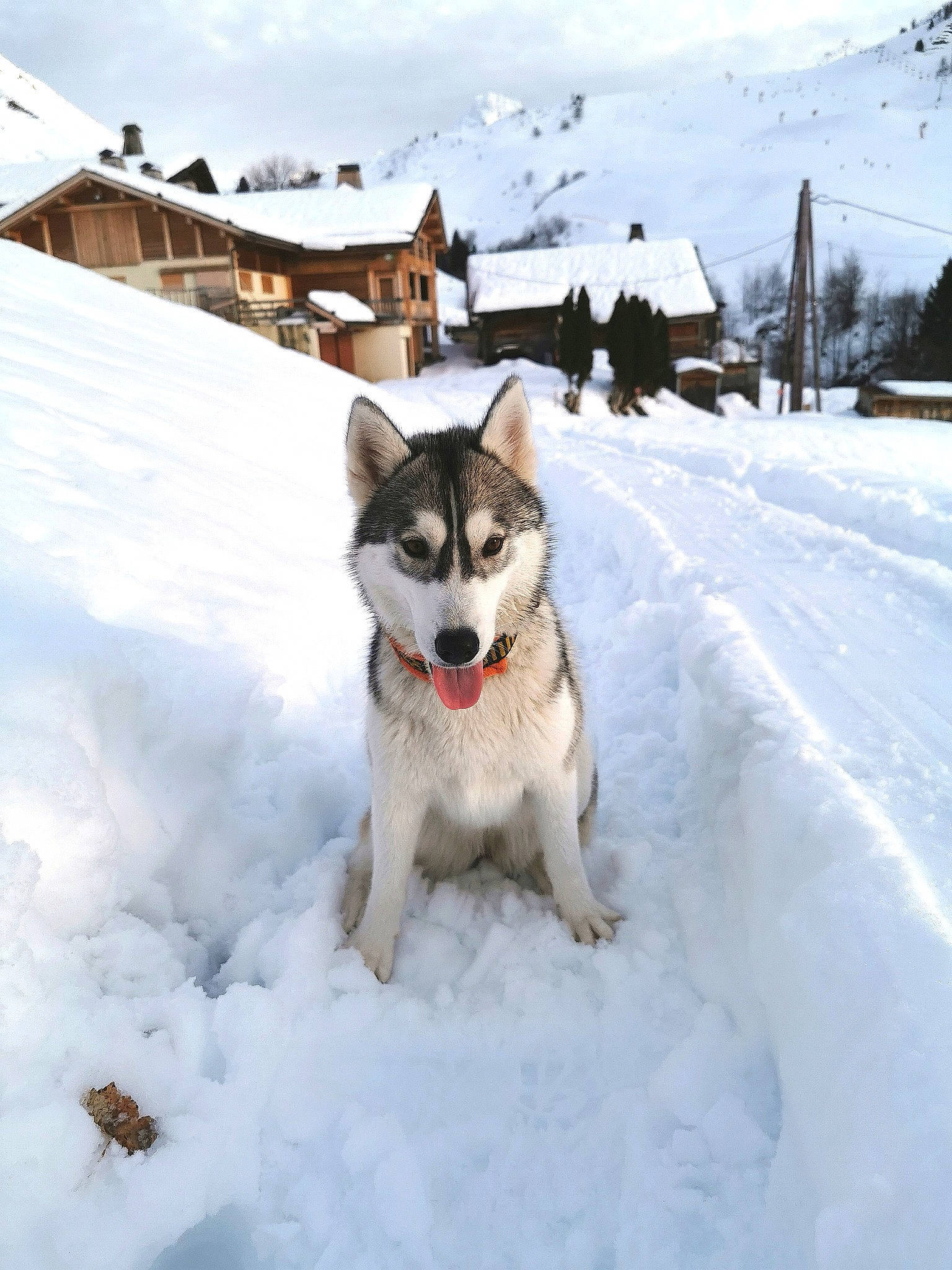 Lalie a rejoint le concours — aidez-le/la à gagner de superbes lots ! alaskan_malamute, canidae, carnivore, dog, dog_breed, east_siberian_laika, geological_phenomenon, greenland_dog, mammal, native_american_indian_dog, northern_inuit_dog, saarloos_wolfdog, sakhalin_husky, seppala_siberian_sleddog, siberian_husky, snow, tamaskan_dog, vertebrate, winter, wolfdog