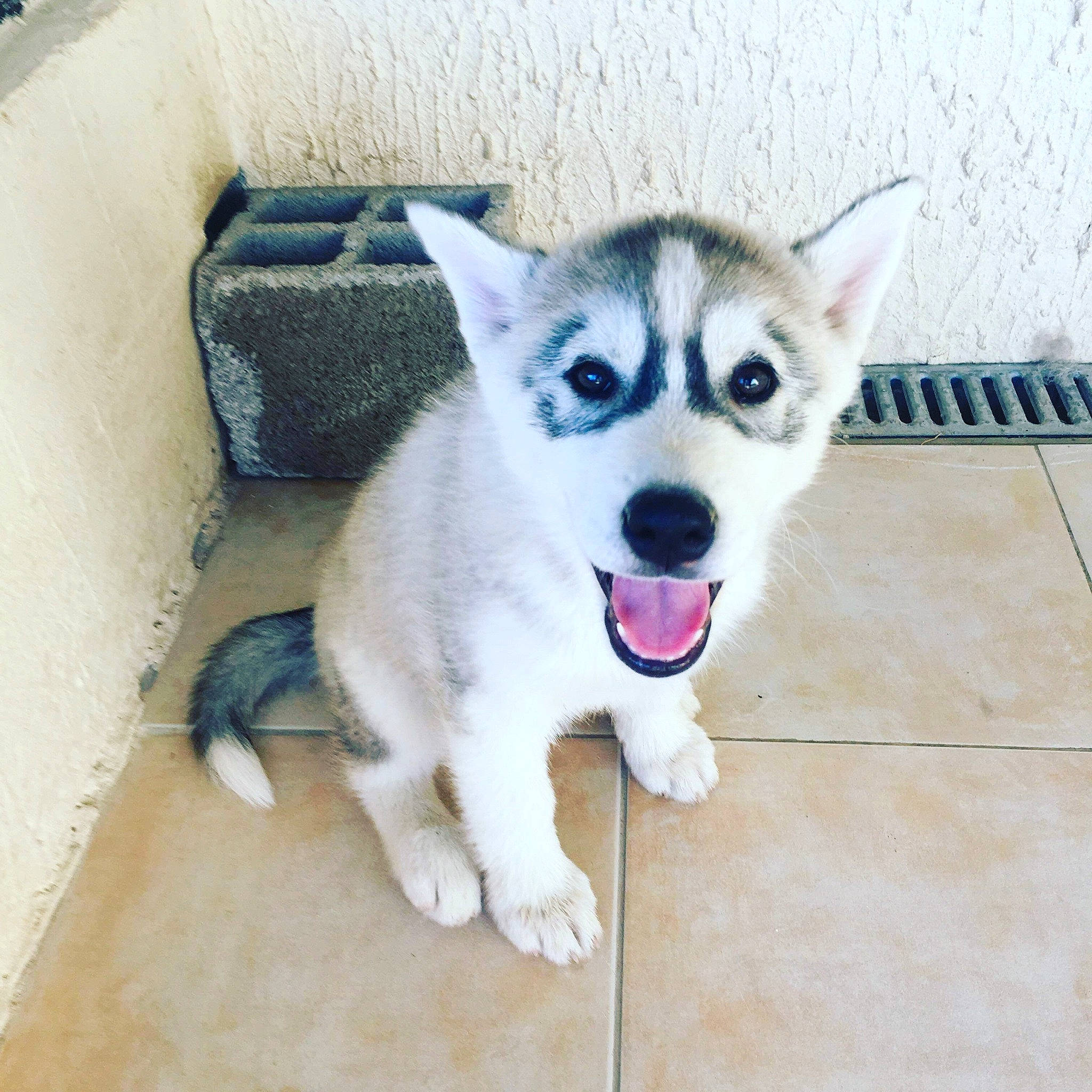 Lalie a rejoint le concours — aidez-le/la à gagner de superbes lots ! alaskan_klee_kai, alaskan_malamute, canadian_eskimo_dog, canidae, carnivore, dog, dog_breed, labrador_husky, mammal, miniature_siberian_husky, native_american_indian_dog, northern_inuit_dog, nose, sakhalin_husky, seppala_siberian_sleddog, siberian_husky, sled_dog, tamaskan_dog, vertebrate, wolfdog