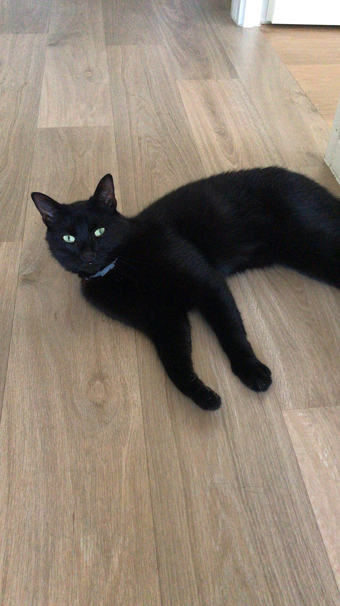 Potter participe au concours pour gagner de l'argent avec cette photo : asian, black, black_cat, bombay, burmese, carnivore, cat, claw, domestic_short_haired_cat, felidae, floor, flooring, hardwood, havana_brown, laminate_flooring, mammal, small_to_medium_sized_cats, tail, whiskers, wood