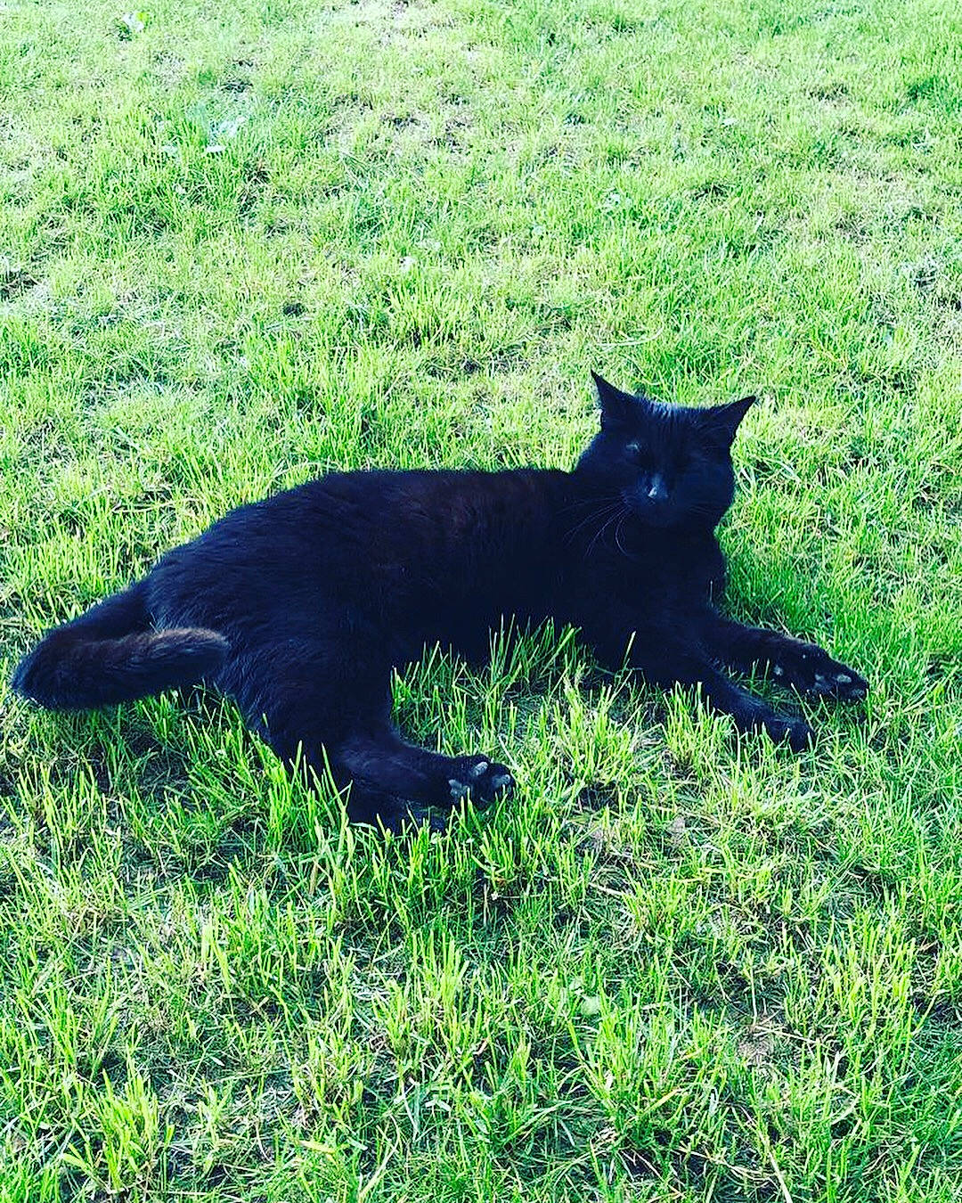 Potter participe au concours pour gagner de l'argent avec cette photo : black_cat, bombay, canidae, carnivore, cat, felidae, grass, green, lawn, plant, small_to_medium_sized_cats, tail