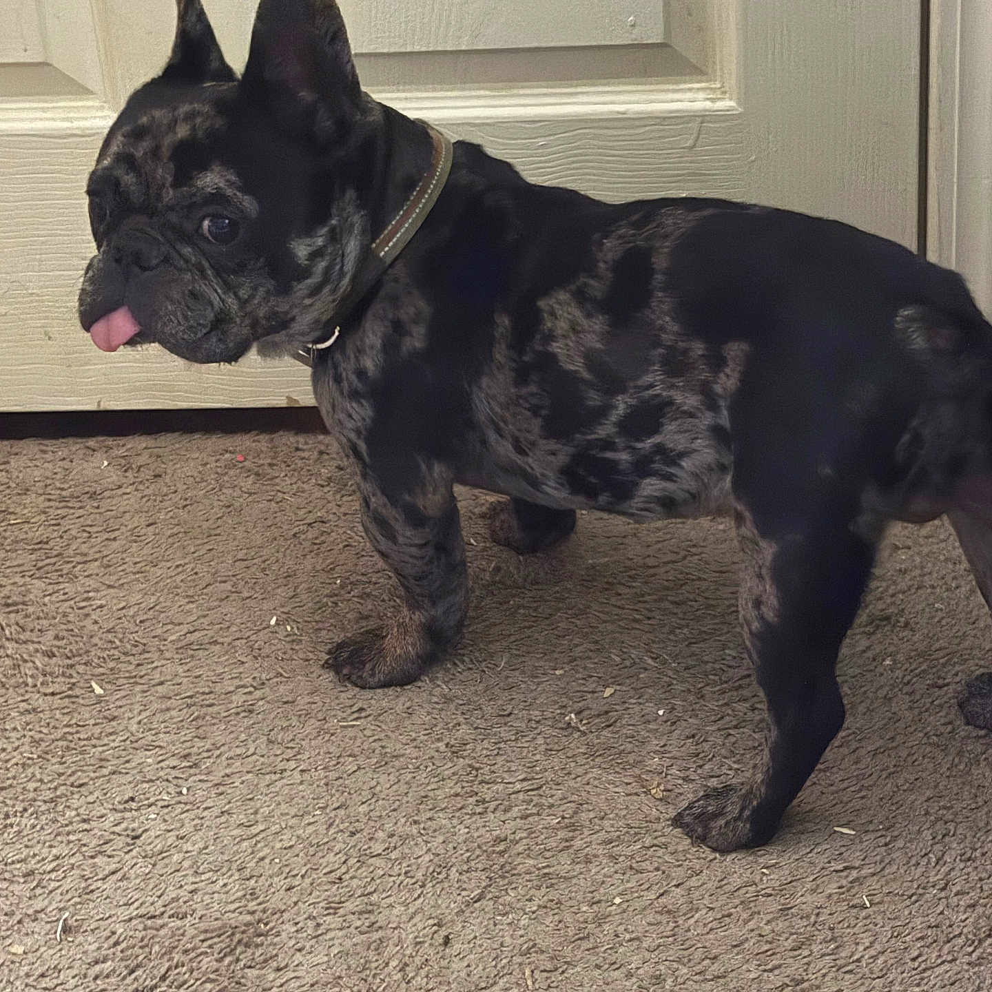 Oreo joined the competition — help win amazing prizes! animal, brindle, canine, carpet, collar, companion, curious, cute, dog, domestic, door, expression, floor, french_bulldog, indoor, pet, side_view, small_dog, standing, tongue_out