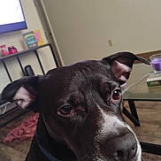 Sneak joined the competition — help win amazing prizes! black_dog, brown_eyes, calm, close_up, collar, curious, dog, domestic_animal, ears, floor, furniture, glass_table, household, indoor, living_room, pet, snout, table, television, white_patch