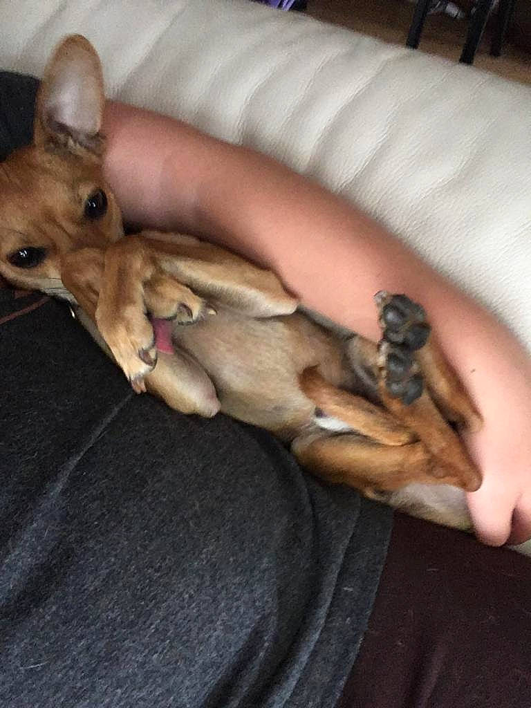 Alfie joined the competition — help win amazing prizes! canidae, carnivore, cat, dog_breed, fawn, felidae, lurcher, paw