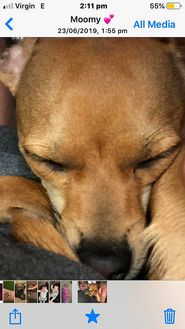 Alfie is registered to the contest to win money with this photo: adaptation, canidae, carnivore, companion_dog, dog, dog_breed, ear, fawn, mammal, nose, photo_caption, puppy, snout, street_dog