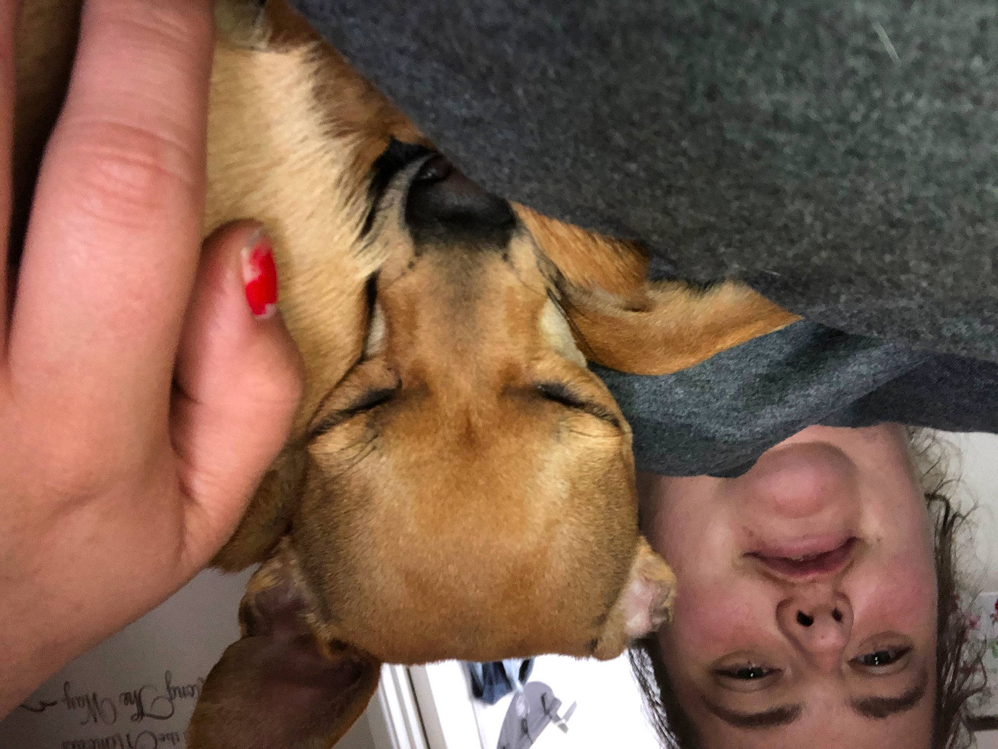 Alfie joined the competition — help win amazing prizes! canidae, ear, fawn, hand, snout