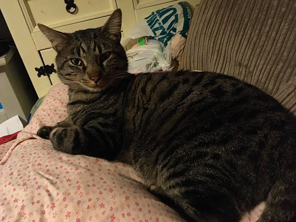 Oliver is registered to the contest to win money with this photo: american_shorthair, asian, california_spangled, carnivore, cat, domestic_short_haired_cat, dragon_li, european_shorthair, felidae, german_rex, mammal, ocicat, pixie_bob, small_to_medium_sized_cats, tabby_cat, whiskers