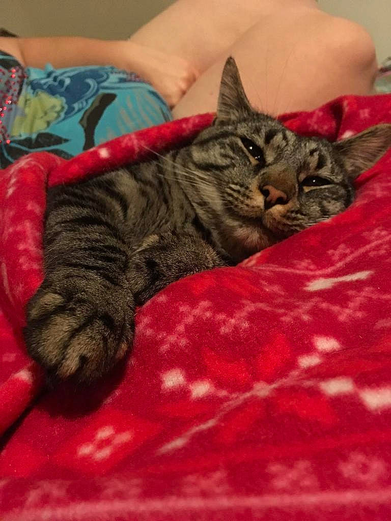 Oliver is registered to the contest to win money with this photo: american_shorthair, asian, california_spangled, carnivore, cat, domestic_short_haired_cat, dragon_li, egyptian_mau, european_shorthair, felidae, kitten, mammal, nap, pixie_bob, small_to_medium_sized_cats, tabby_cat, toyger, whiskers