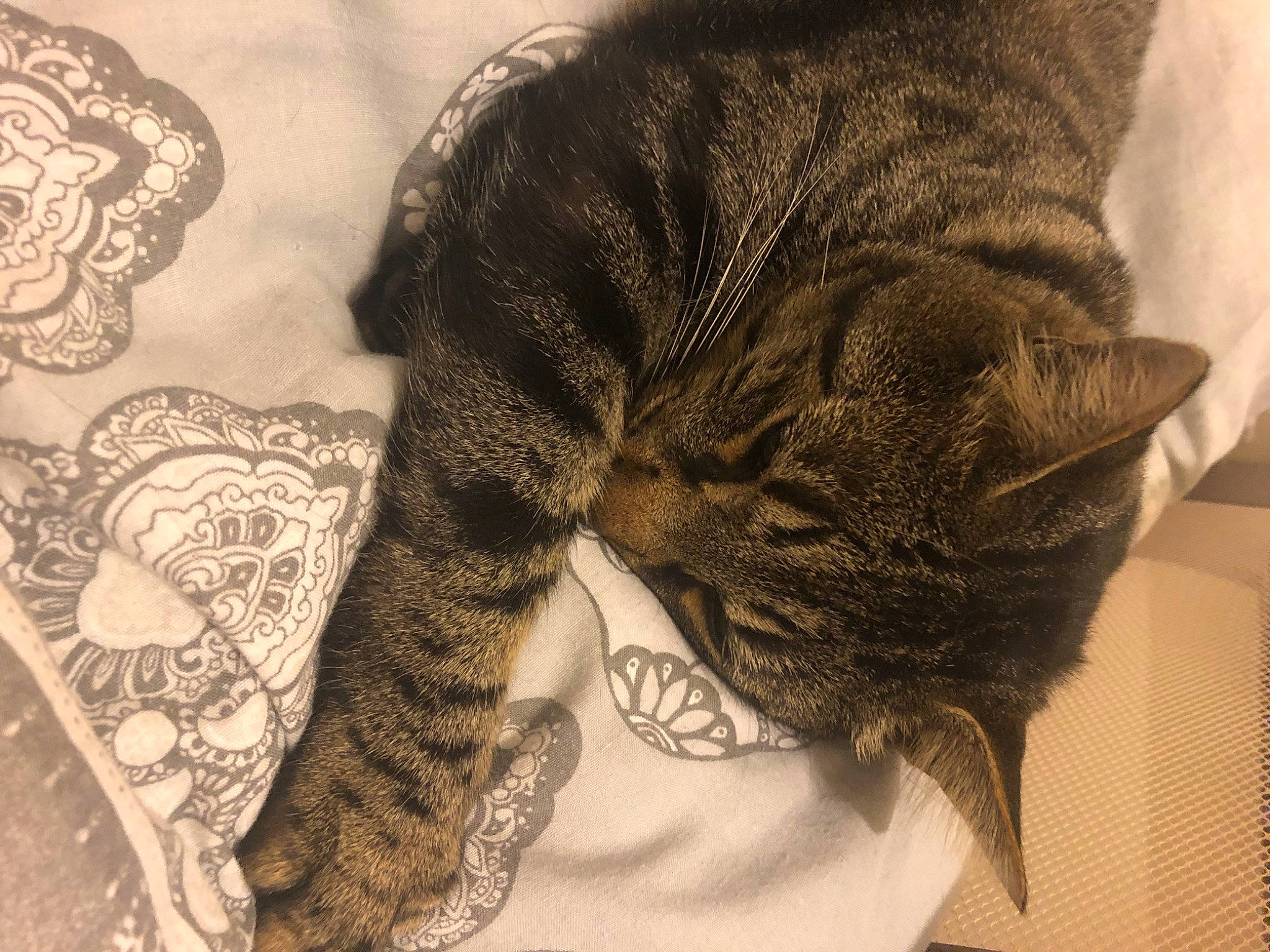 Oliver joined the competition — help win amazing prizes! american_shorthair, asian, carnivore, cat, domestic_short_haired_cat, dragon_li, ear, european_shorthair, felidae, fur, kitten, nap, skin, sleep, small_to_medium_sized_cats, tabby_cat, tail, whiskers
