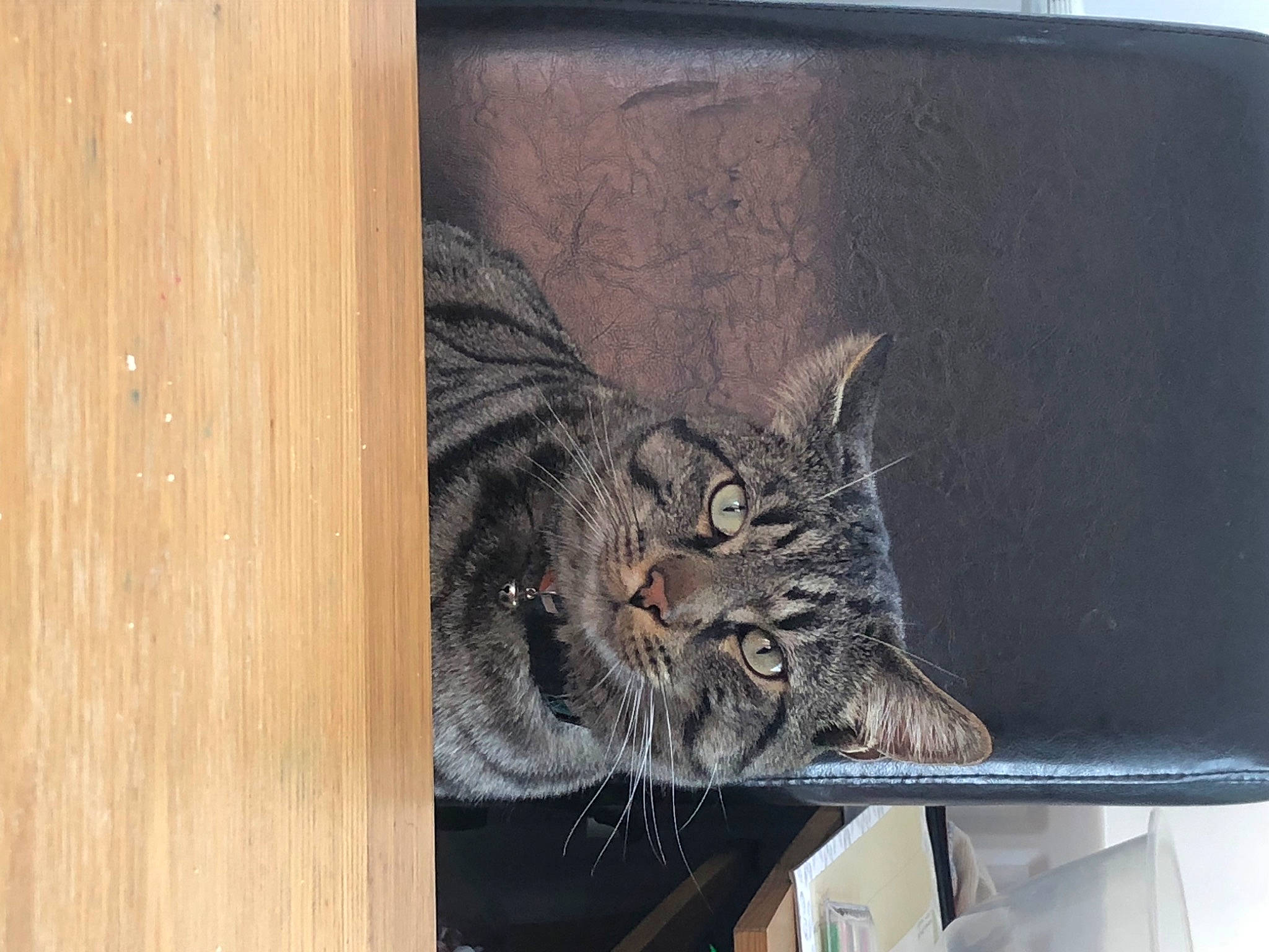 Oliver joined the competition — help win amazing prizes! asian, carnivore, cat, domestic_short_haired_cat, dragon_li, european_shorthair, felidae, kitten, maine_coon, norwegian_forest_cat, pixie_bob, small_to_medium_sized_cats, tabby_cat, whiskers