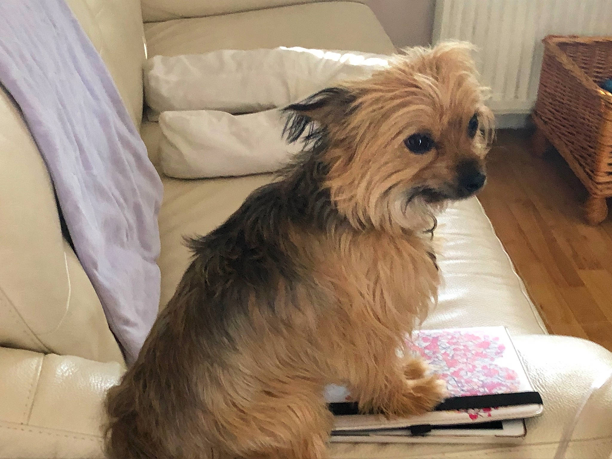 Bruno joined the competition — help win amazing prizes! australian_silky_terrier, australian_terrier, cairn_terrier, canidae, carnivore, companion_dog, dog, dog_breed, glen_of_imaal_terrier, mammal, morkie, norfolk_terrier, puppy, pyrenean_shepherd, small_terrier, snout, sporting_lucas_terrier, terrier, vertebrate, yorkshire_terrier