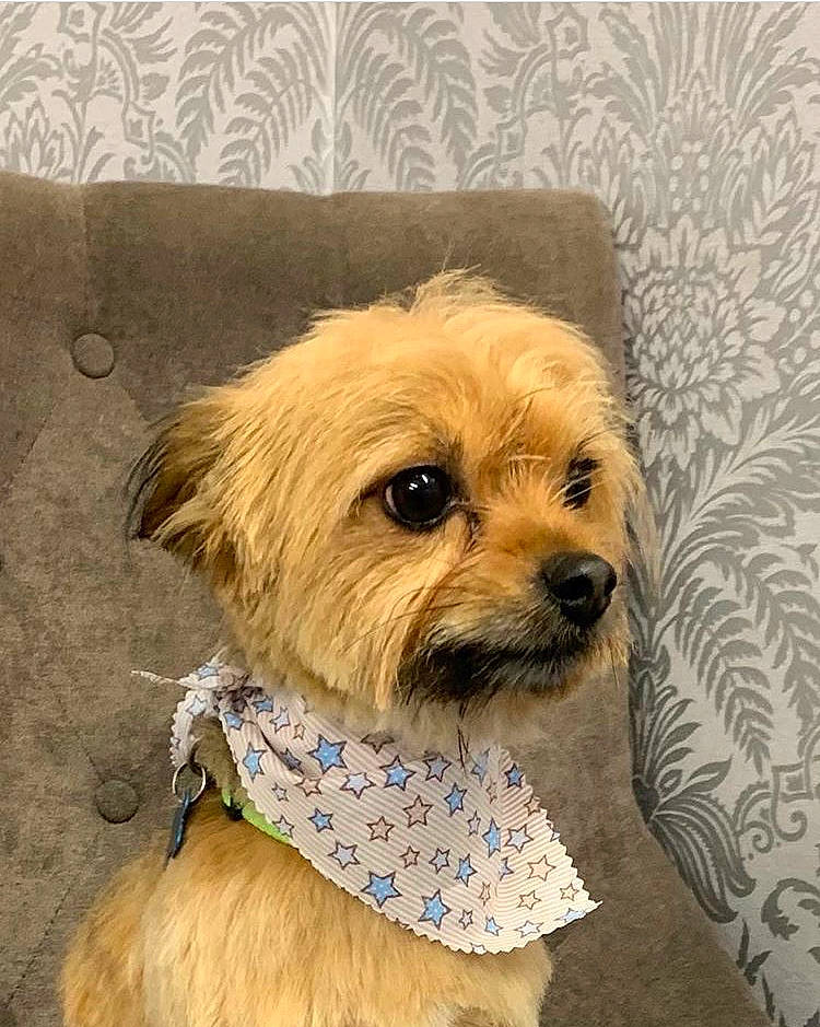 Bruno joined the competition — help win amazing prizes! border_terrier, canidae, carnivore, chinese_imperial_dog, companion_dog, dog, dog_breed, lhasa_apso, mammal, morkie, norfolk_terrier, puppy, rare_breed_dog, shih_tzu, small_terrier, snout, sporting_group, terrier, toy_dog, yorkshire_terrier