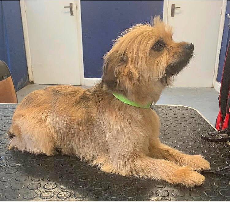 Bruno joined the competition — help win amazing prizes! cairn_terrier, canidae, carnivore, catalan_sheepdog, companion_dog, dog, dog_breed, glen_of_imaal_terrier, lhasa_apso, mammal, morkie, norfolk_terrier, rare_breed_dog, sapsali, shih_tzu, small_terrier, sporting_group, terrier, tibetan_terrier, vertebrate