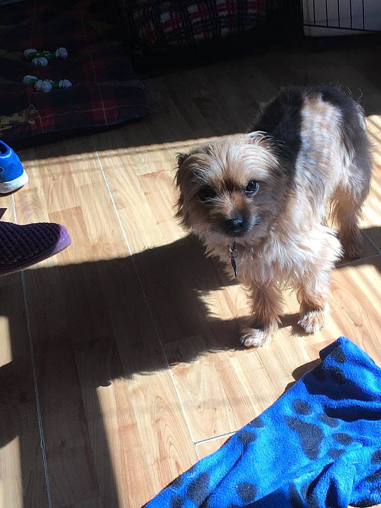 Bruno is registered to the contest to win money with this photo: cairn_terrier, canidae, carnivore, chinese_imperial_dog, companion_dog, dog, dog_breed, mammal, morkie, puppy, schnoodle, shih_tzu, small_terrier, sporting_group, sporting_lucas_terrier, terrier, toy_dog, vertebrate, yorkipoo, yorkshire_terrier