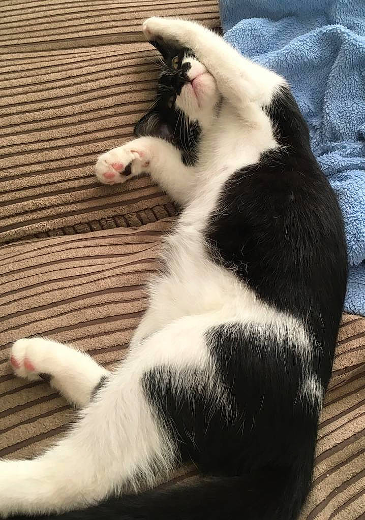 Orca is registered to the contest to win money with this photo: black_and_white, carnivore, cat, claw, ear, felidae, fur, nap, paw, polydactyl_cat, sleep, small_to_medium_sized_cats, snout, tail, whiskers