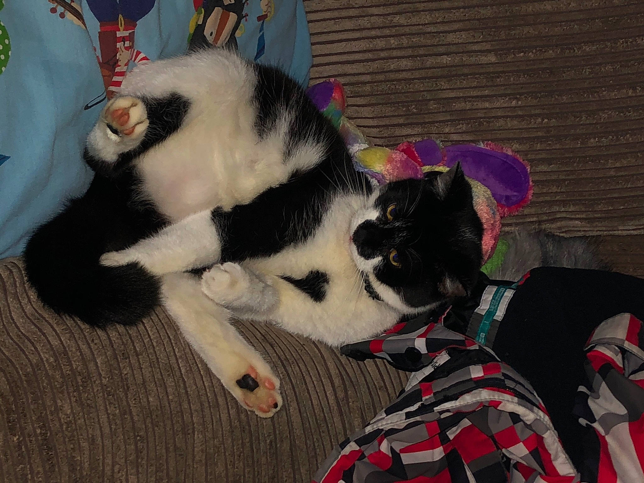 Orca is registered to the contest to win money with this photo: canidae, carnivore, cat, ear, felidae, fur, mammal, paw, small_to_medium_sized_cats, tail, whiskers