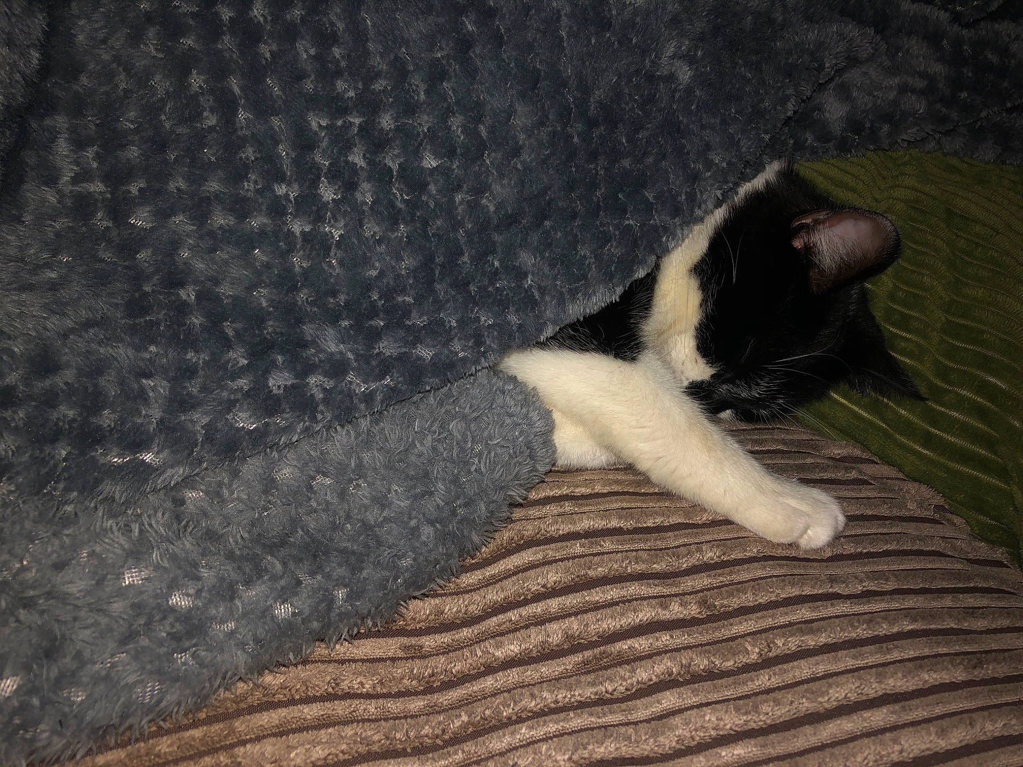 Orca joined the competition — help win amazing prizes! carnivore, cat, fawn, felidae, floor, fur, leg, paw, polydactyl_cat, small_to_medium_sized_cats, tail, whiskers