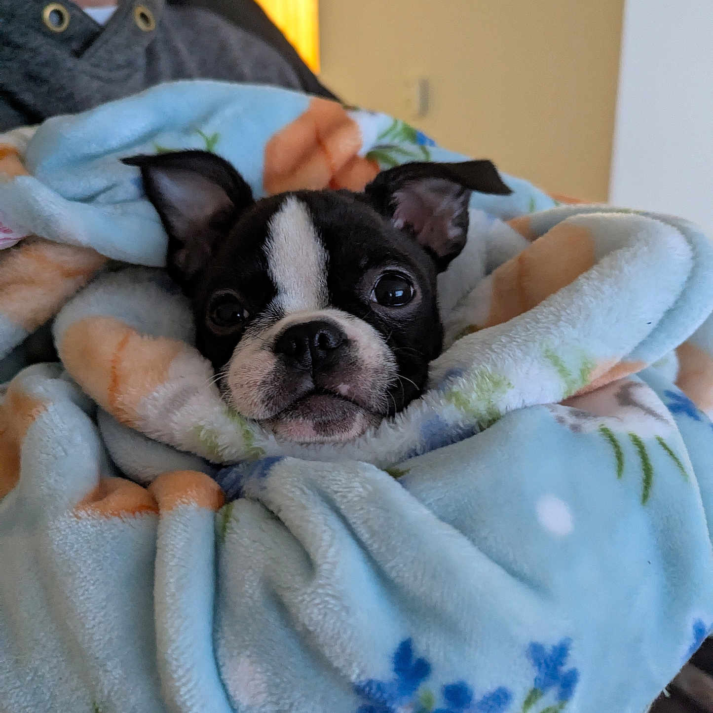 Coco joined the competition — help win amazing prizes! animal, baby, blanket, bostonbull, bulldog, canine, chihuahua, clothing, dog, fleece, frenchbulldog, hound, laundry, person, pet, pitbull, puppy, quilt, terrier, towel