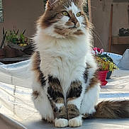 Nine a rejoint le concours — aidez-le/la à gagner de superbes lots ! cat, fluffy, sitting, fur, white, brown, black, indoor, plant, table, domestic, pet, animal, portrait, calm, looking_away, whiskers, tail, home, cozy