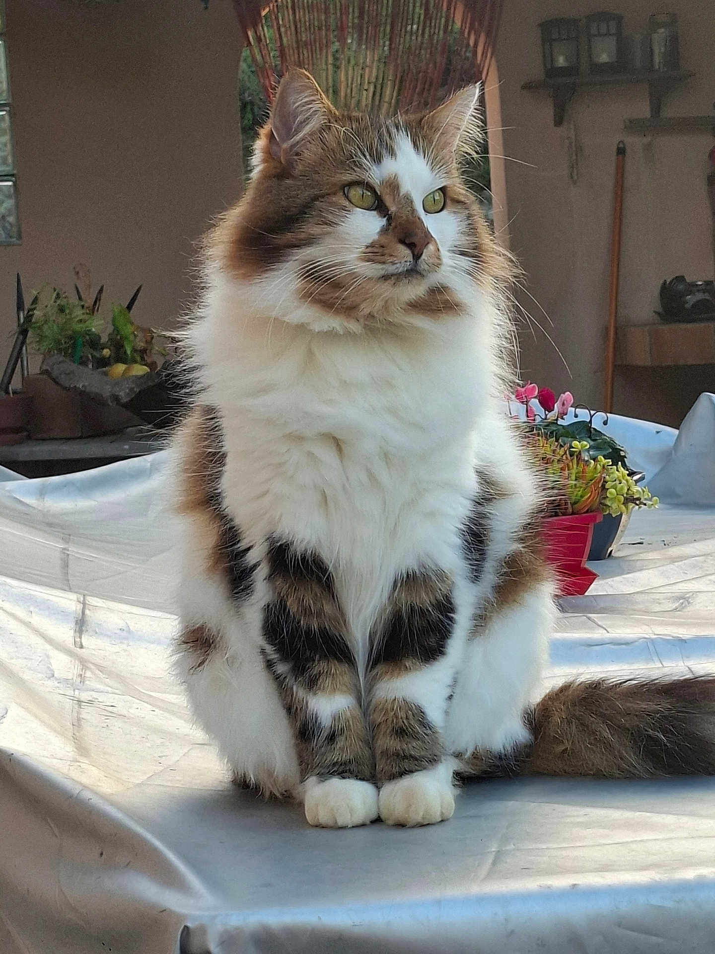 Nine a rejoint le concours — aidez-le/la à gagner de superbes lots ! cat, fluffy, sitting, fur, white, brown, black, indoor, plant, table, domestic, pet, animal, portrait, calm, looking_away, whiskers, tail, home, cozy