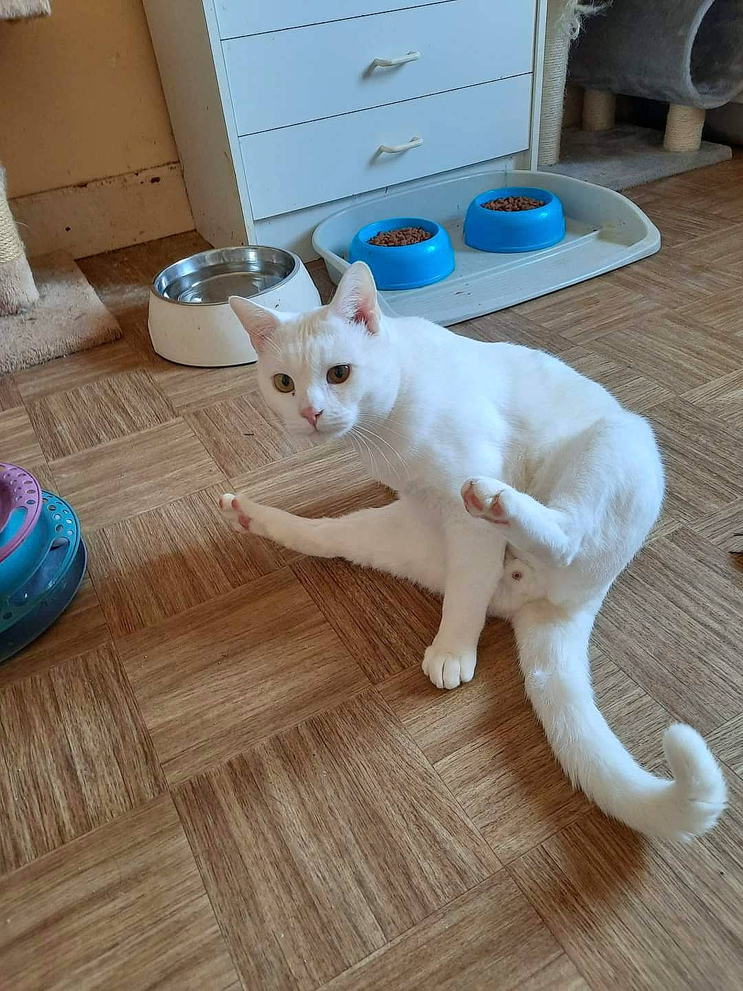 Pop-corn a rejoint le concours — aidez-le/la à gagner de superbes lots ! blue, cabinetry, carnivore, cat, comfort, companion_dog, dog_breed, domestic_short_haired_cat, drawer, fawn, felidae, floor, flooring, hardwood, small_to_medium_sized_cats, snout, tail, whiskers, wood, wood_stain