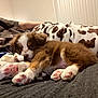 Gracie May is registered to the contest to win money with this photo: puppy, dog, paws, paw_pads, blanket, cow_print_blanket, brown_fur, white_fur, pink_paws, bed, cozy, indoor, resting, close_up, eyes, nose, muzzle, person_arm, soft_texture, cuddly