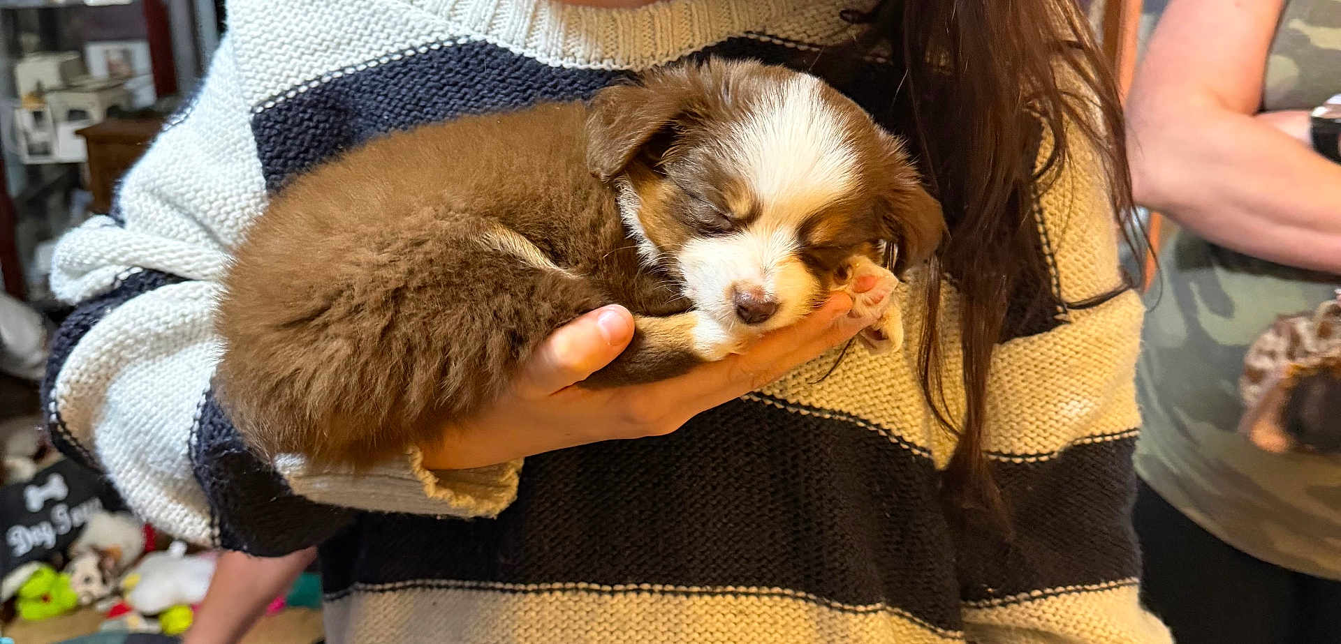 Gracie May is registered to the contest to win money with this photo: puppy, dog, sleeping, brown_fur, white_fur, paw, hand_holding, person_holding, striped_sweater, knitwear, cozy, closeup, portrait, indoors, toy_in_background, cuddly, small_animal, cute, fur, relaxed