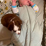 Gracie May is registered to the contest to win money with this photo: baby, infant, puppy, dog, pet, blanket, bedding, comforter, pajamas, sleepwear, zipper, bed, pillow, snuggling, cute, fur, face, hand, lying_down, indoor