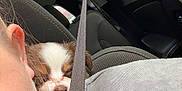 Gracie May is registered to the contest to win money with this photo: dog, puppy, sleeping_puppy, person, partial_face, ear, nose, seatbelt, car_interior, backseat, car_seat, hoodie, zipper, headrest, window, daytime, cozy, close_up, travel, snuggle