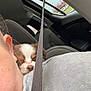 dog, puppy, sleeping_puppy, person, partial_face, ear, nose, seatbelt, car_interior, backseat, car_seat, hoodie, zipper, headrest, window, daytime, cozy, close_up, travel, snuggle