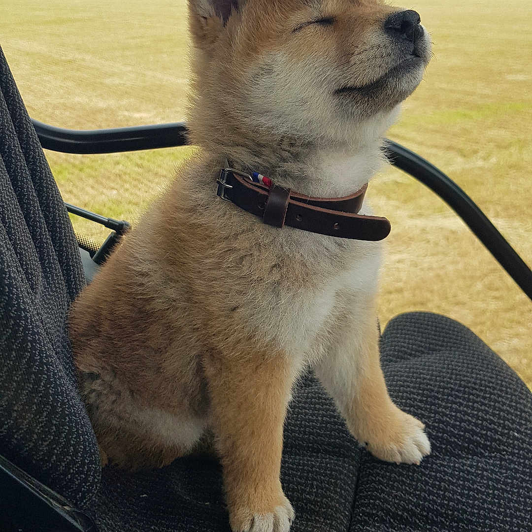 Abby participe au concours pour gagner de l'argent avec cette photo : animal, canine, car, closed_eyes, collar, cute, dog, field, fur, furry, nature, outdoor, peaceful, pet, puppy, relaxed, resting, seat, shiba_inu, sitting