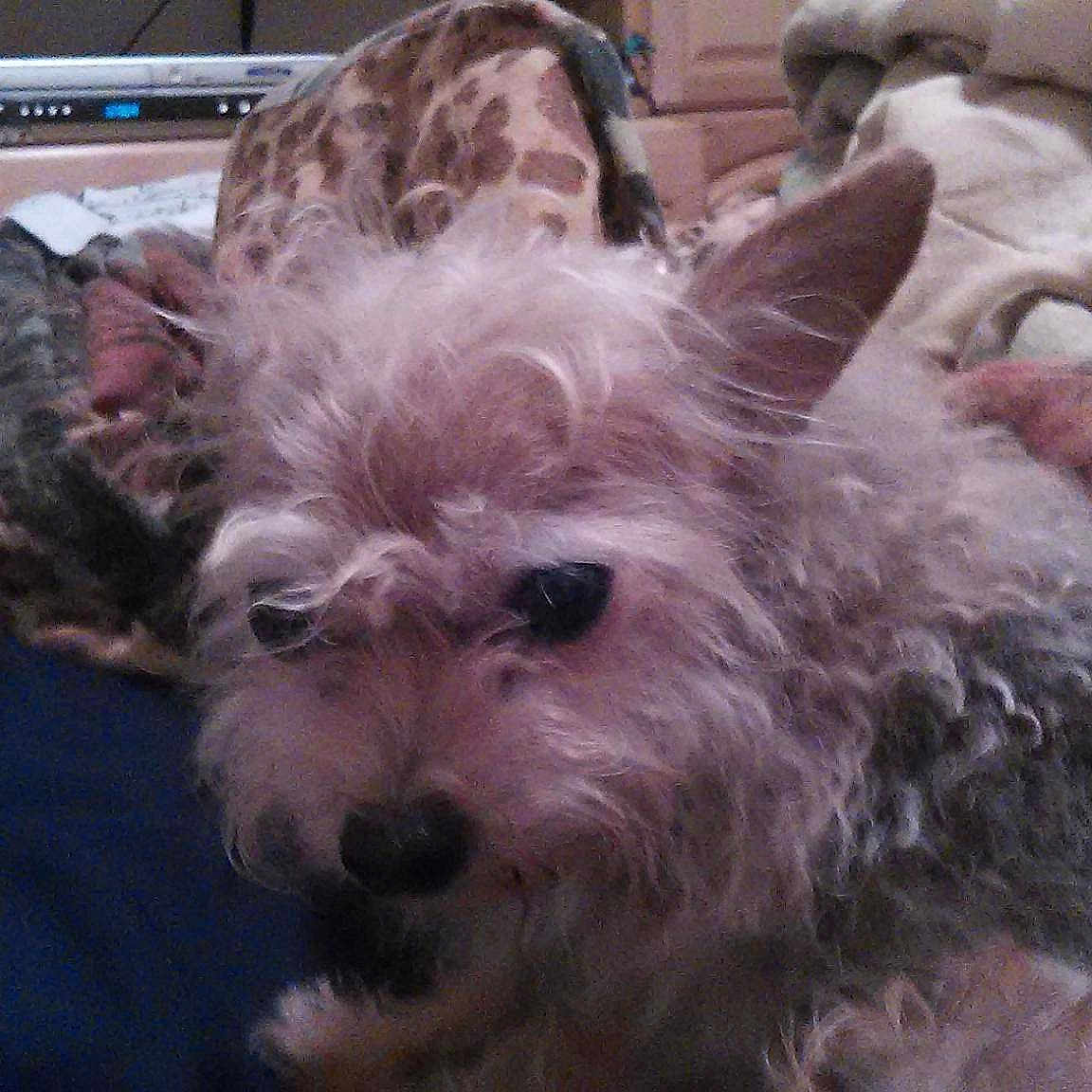 Wiggles is registered to the contest to win money with this photo: