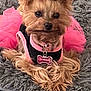 dog, small_dog, yorkshire_terrier, pet, cute, outdoor, fur, pink, black, collar, hair_accessory, fluffy_rug, resting, animal, domestic_animal, canine, portrait, indoor, costume, adorable